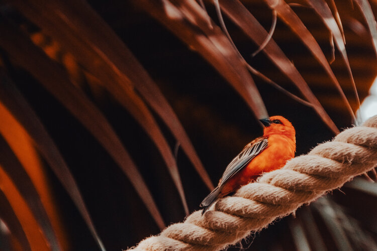 Orange Day Ava Blanche