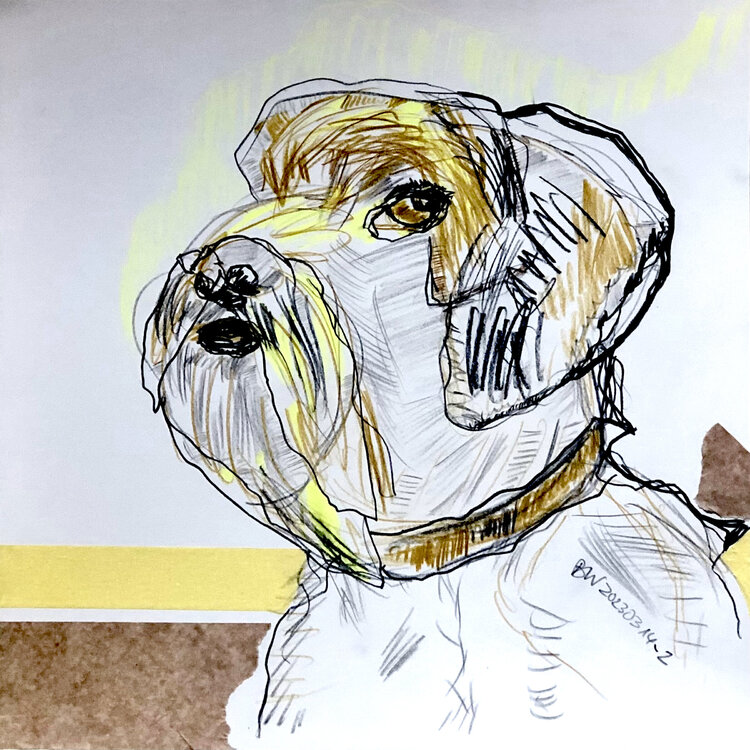 SCHNAUZER Brigitte Windt