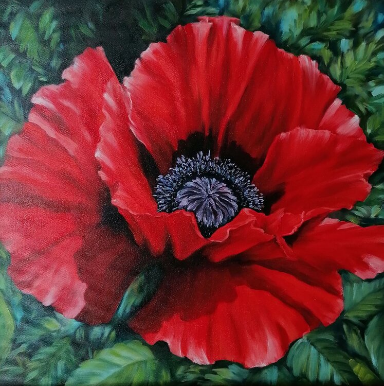 Roter Mohn Maryna Talalaieva