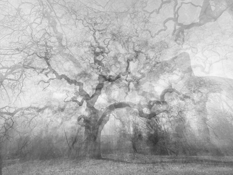 SOPHORA, Savorgnano Luca Zampini
