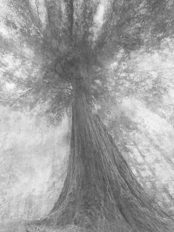 LA SEQUOIA DI MARTINA Luca Zampini
