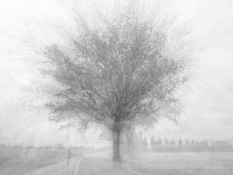L'ALBERO DELLA VITA Luca Zampini