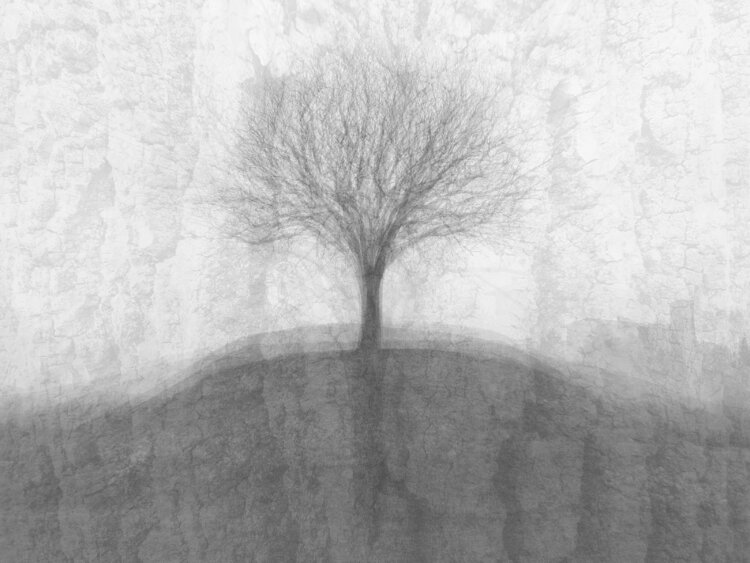 ADAM'S LIME TREE Luca Zampini