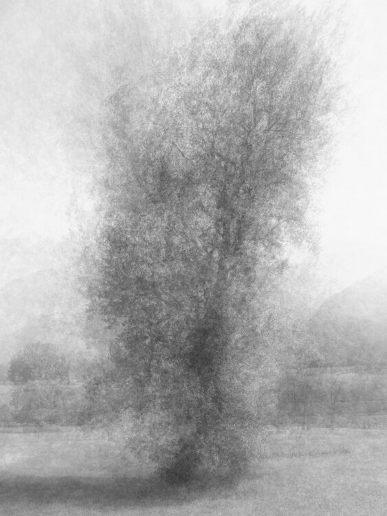 THE TREE OF WOLVES Luca Zampini