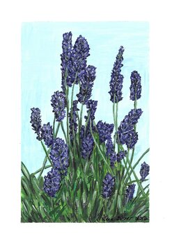 Blühende Lavendel - Blumen im Sommer Alena Drisner