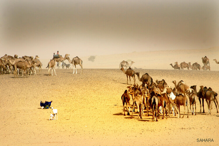 Sahara Jean-Claude Mathier