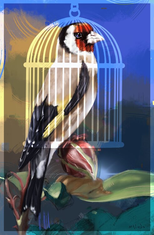 The Goldfinch Mido Sabil
