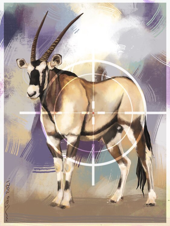 The Arabian oryx Mido Sabil