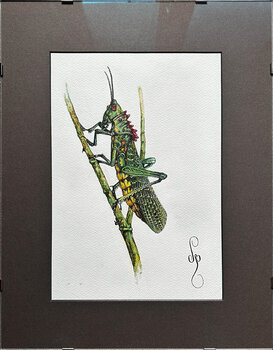 Grasshopper Boris Valkov