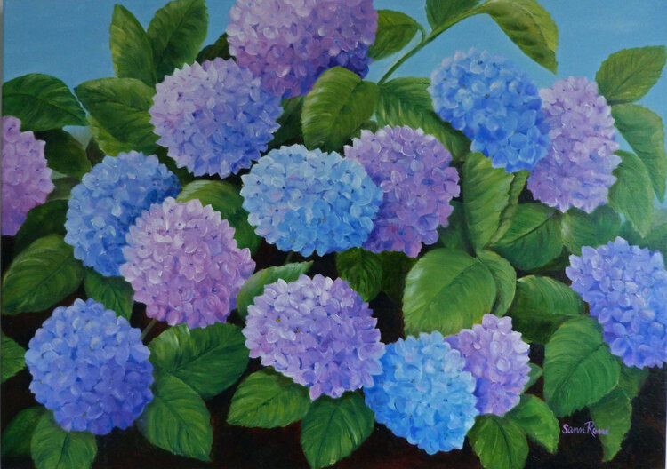 Summer Hydrangea/Hortensia Sann René Glaza