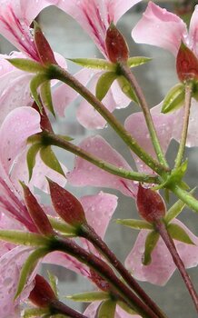 fraîcheur et calme Mariapia Statile