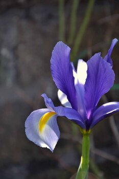 iris Mariapia Statile