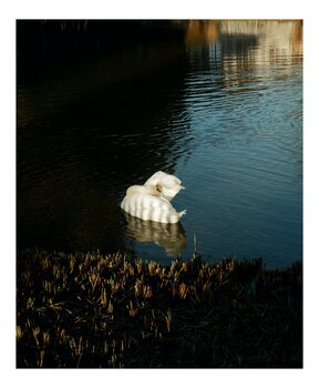 Cygne Zazie Remazeilles