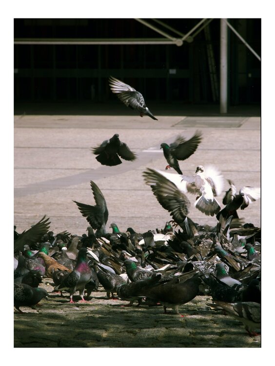 Pigeons Zazie Remazeilles