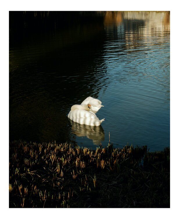 Cygne Zazie Remazeilles