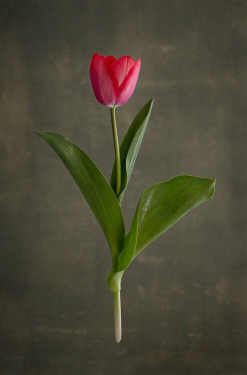 Tulipano raffaele clemente