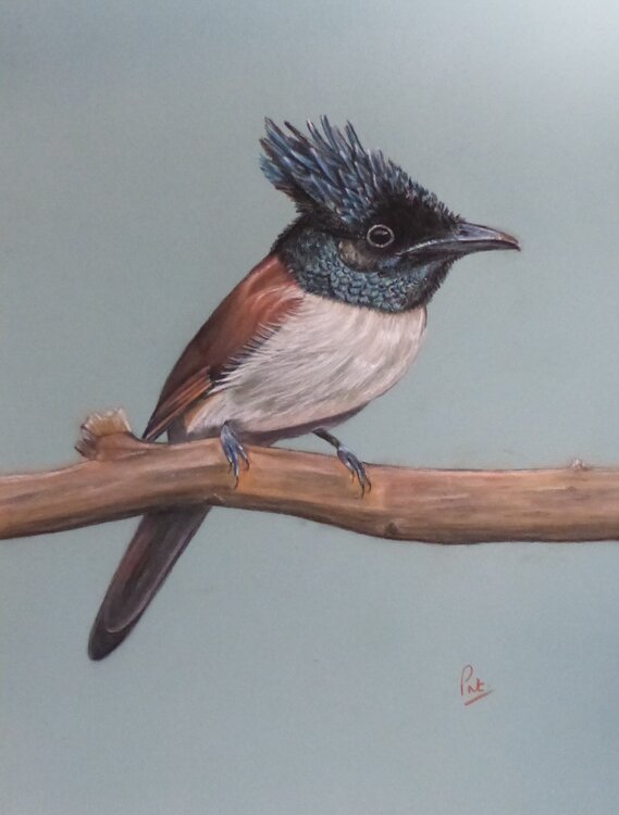 Expresso à Florence Patricia de Chadois