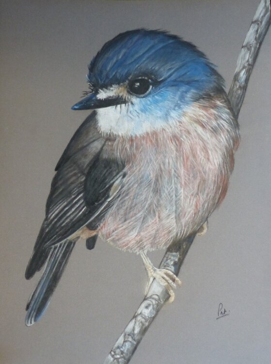 Beauté bleue Patricia de Chadois