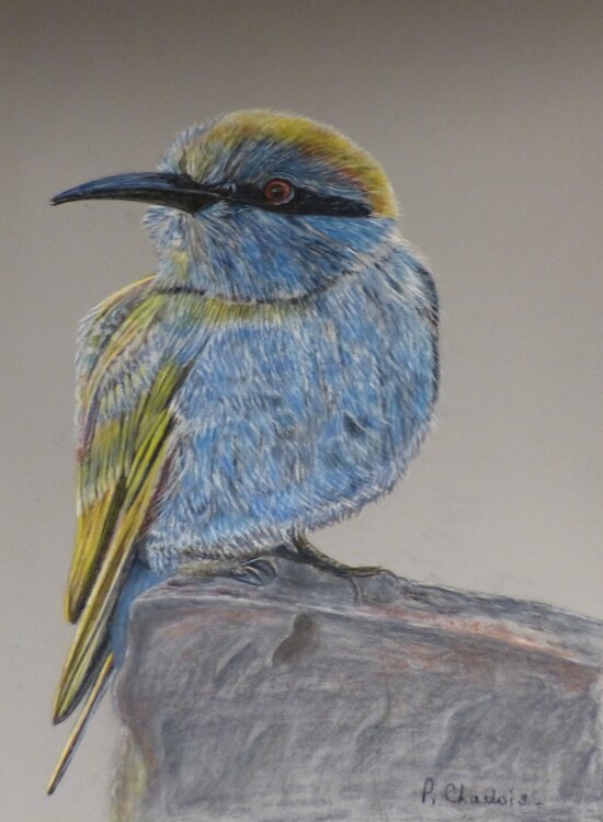 Emilio Patricia de Chadois