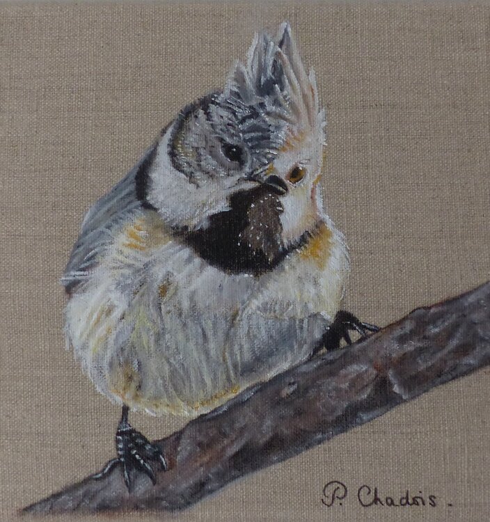 Pedro (collection Hiver coloré) Patricia de Chadois