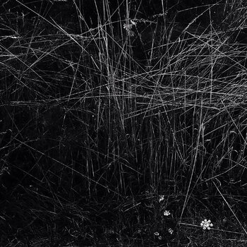 Herbe #7 Ivan Križan