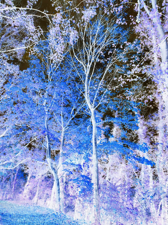 Forêt nègative aux couleurs positives. Jacques-Yves Chaïb