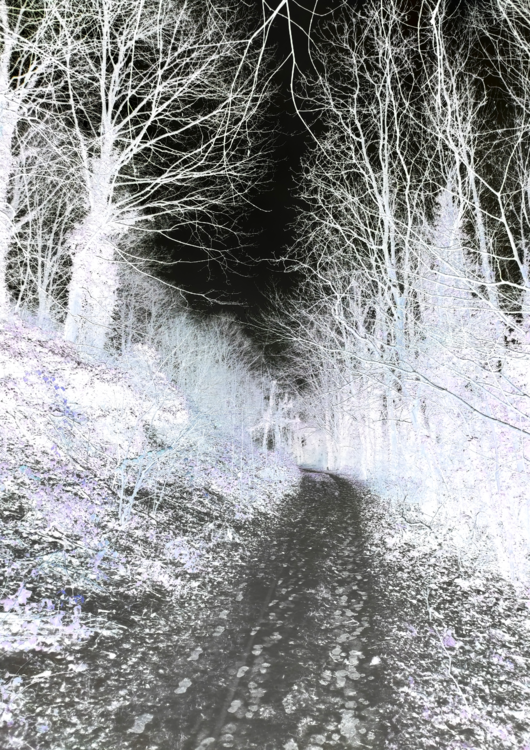 Chemin de neige noire Jacques-Yves Chaïb