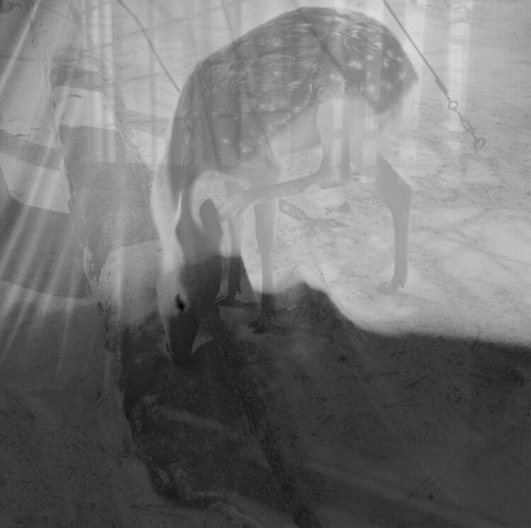 La Biche et le voile Laetitia Guillet