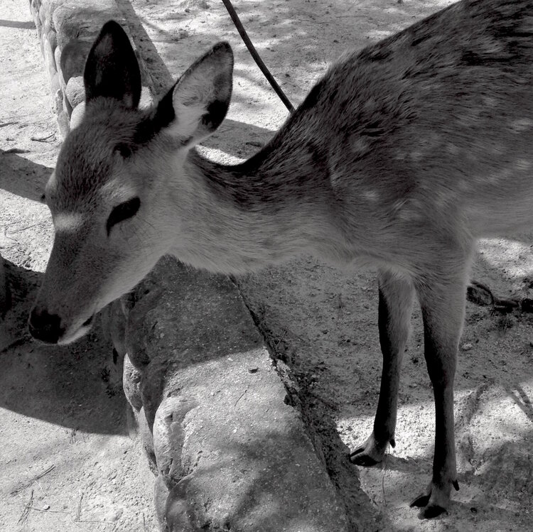 La Biche Laetitia Guillet