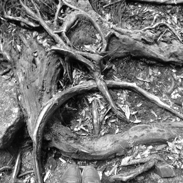 Les sols, Foret de Shiratani, Laetitia Guillet