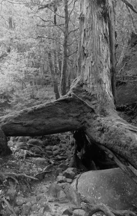 La Foret de Shiratani Laetitia Guillet