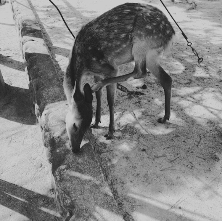 La Biche Laetitia Guillet