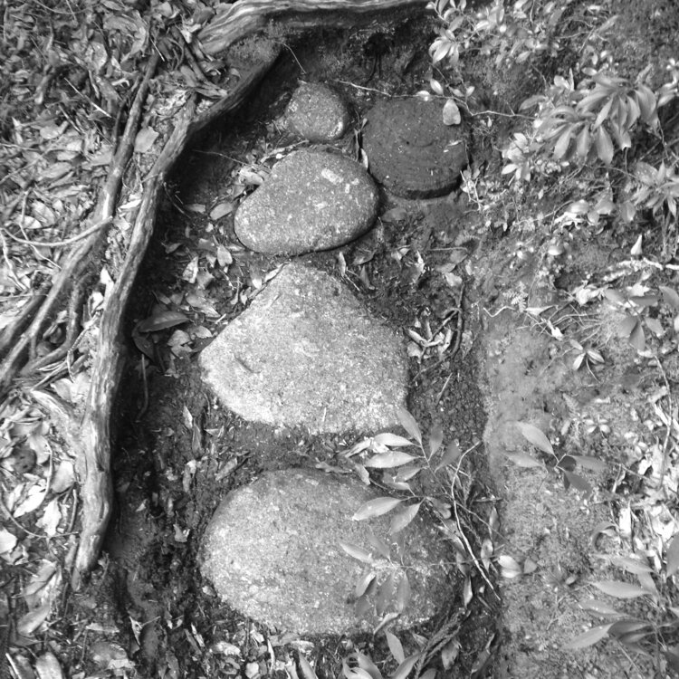 La Foret de Shiratani Laetitia Guillet