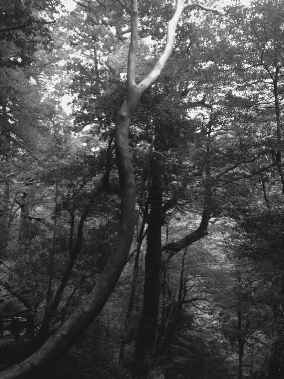 Forêt / Paysage Laetitia Guillet