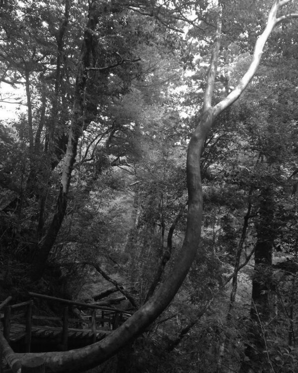 Forêt / Paysage Laetitia Guillet