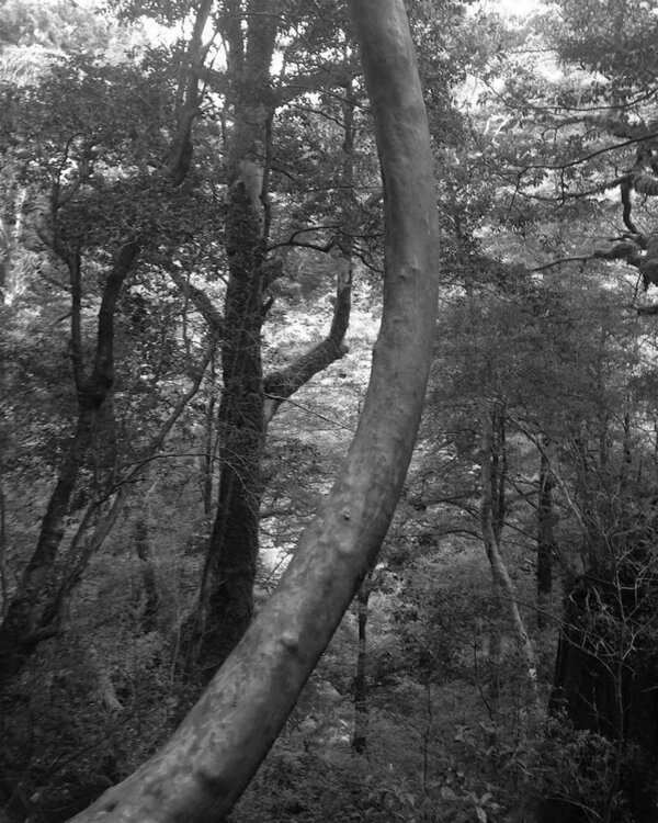 Forêt / Paysage Laetitia Guillet