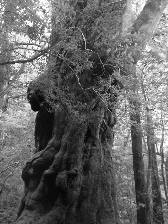 Forêt / Paysage Laetitia Guillet