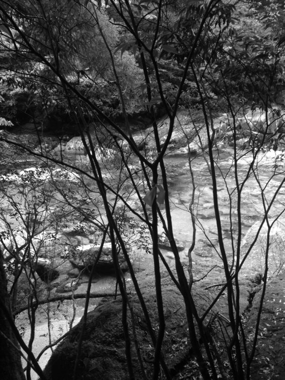 Forêt / Paysage Laetitia Guillet