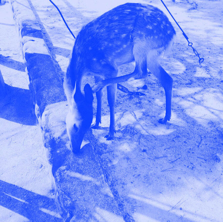 La Biche Bleue Laetitia Guillet