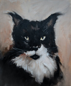CAT - Black & white Maine Coon cat Dany Baekelant