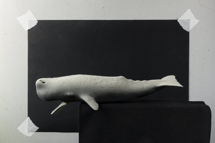 la balena impolverata Giancarlo Biscardi