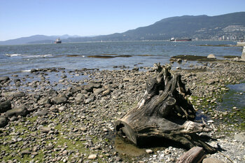 Beached Tree Stump Karin Pinter