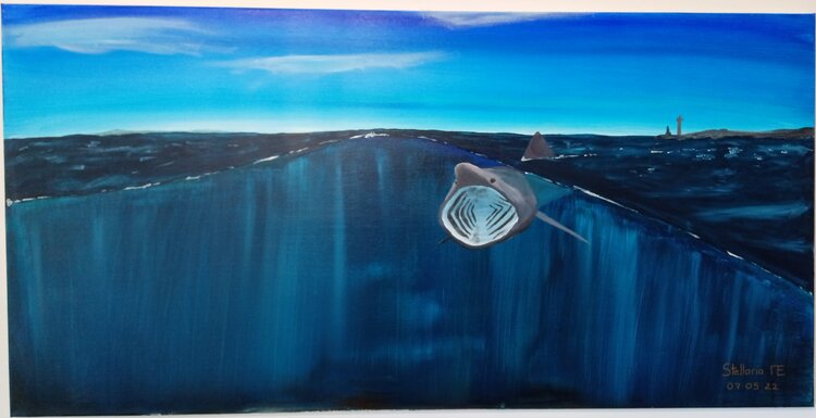 Requin pèlerin dans la presqu'île de Penmarc'h Marie Evanno