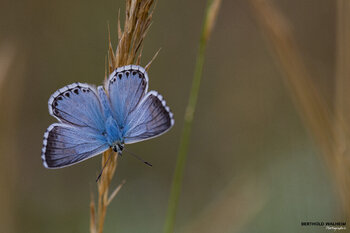 Westlicher Thymianbläuling Berthold Walheim