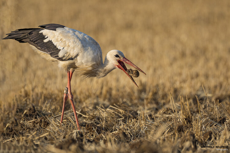 Storch beim Dinner Berthold Walheim