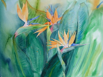 Les Oiseaux du Paradis Nathalie Steinmann