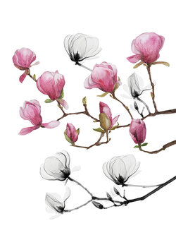 Les Magnolias Nathalie Steinmann
