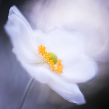 Zarte Anemone Christina Lourenco