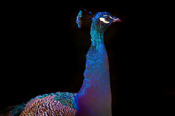 Stolzer Pfau Christina Lourenco