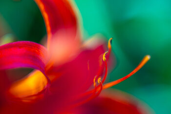 Lilie 3 Christina Lourenco